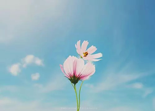 晚安心语:感觉一旦消失,承诺就只是一张白纸