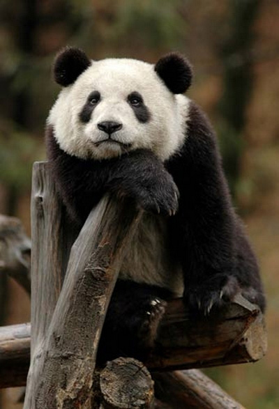 中国年轻人为何不能晃荡青春?