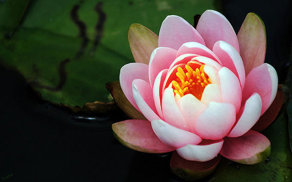 汪曾祺:鉴赏家
