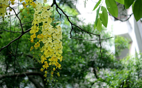 林清玄:金急雨