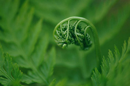 黎戈:野菜谱