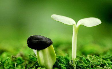 卢曼卡片盒笔记,一个让写作小白也能轻松下笔的高效方法