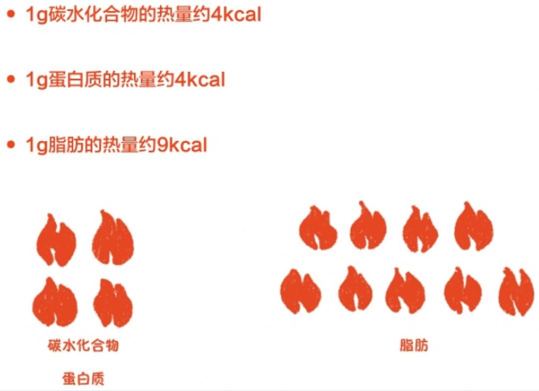 NO.30《边吃边瘦的营养书》让食物帮你燃烧卡路里 1/2