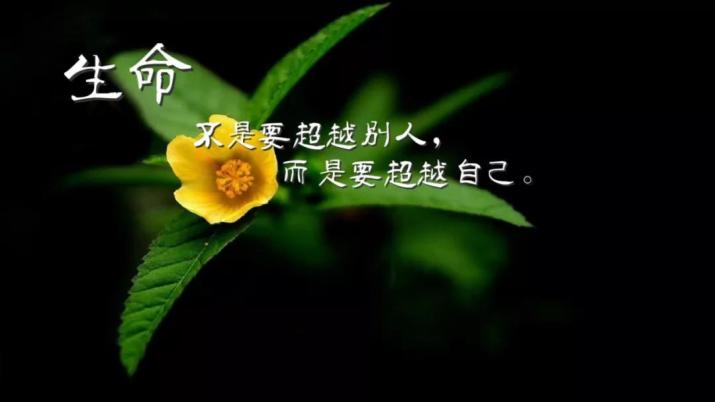 最新早安心语正能量励志句子,句句激励人努力