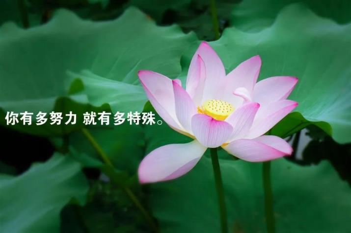 睡前暖心的晚安心语简单晚安短句子一句话