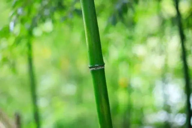 十首大暑诗词:何以销烦暑,诗中寻清风 十首大暑诗词:何以销烦暑,诗中寻清风