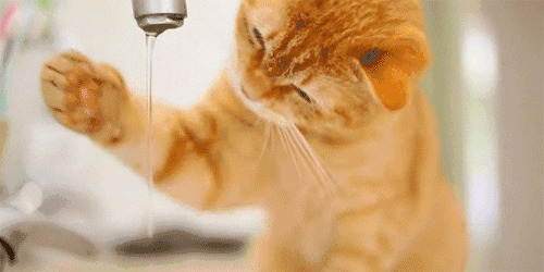 名家 | 梁实秋：猫的故事
