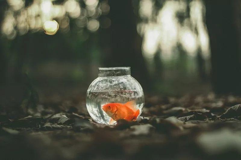 毕淑敏:我40岁才明白的事 毕淑敏:我40岁才明白的事