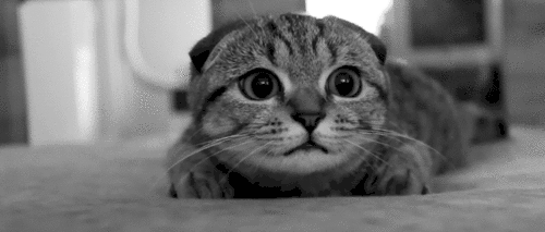 名家 | 梁实秋：猫的故事