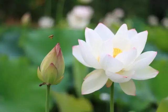 十首大暑诗词:何以销烦暑,诗中寻清风 十首大暑诗词:何以销烦暑,诗中寻清风