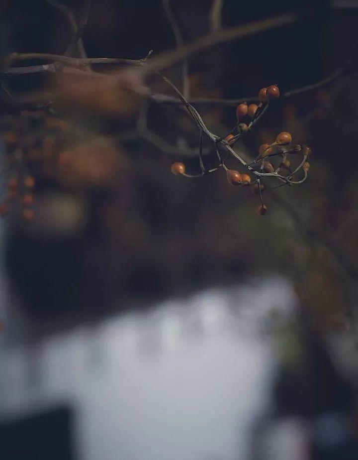 梁实秋:一盏清茶,往事如烟 梁实秋:一盏清茶,往事如烟