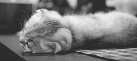 名家 | 梁实秋：猫的故事