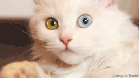 名家 | 梁实秋：猫的故事