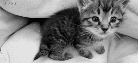 名家 | 梁实秋：猫的故事