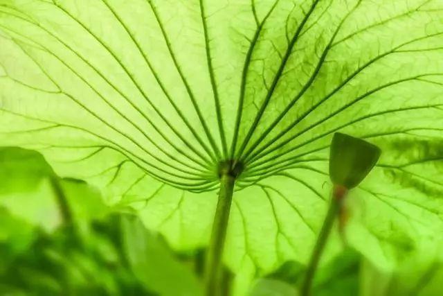 十首大暑诗词:何以销烦暑,诗中寻清风 十首大暑诗词:何以销烦暑,诗中寻清风