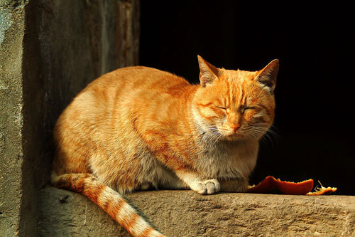最质朴散文：乡下的猫
