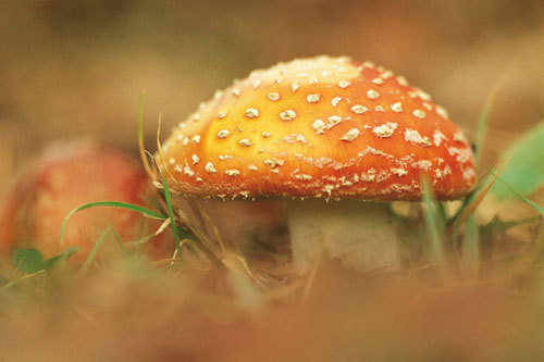 蘑菇蘑菇它不会开花,先生先生你还爱她吗?