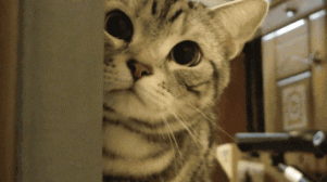 名家 | 梁实秋:猫的故事
