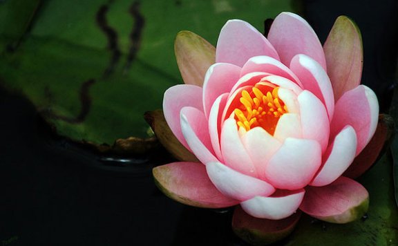 汪曾祺:鉴赏家