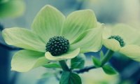 《豪门的逃婚萌妻》沈芊芊南黎辰章节列表在线阅读