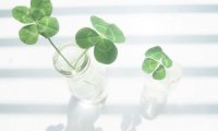 《不过是相思无情》小说完结版精彩试读 莫念晚顾辞安小说全文