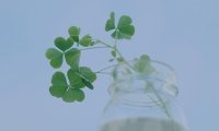 《不过是相思无情》小说完结版精彩试读 莫念晚顾辞安小说全文