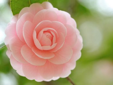 《不过是相思无情》小说完结版精彩试读 莫念晚顾辞安小说全文