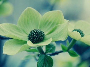 《豪门的逃婚萌妻》沈芊芊南黎辰章节列表在线阅读
